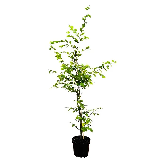 Pflanzen für dich Hainbuche 100-125 cm - Carpinus betulus, Aktuelle Wuchshöhe: 100 cm - 125 cm - Junger, grünblättriger Setzling in einem schwarzen Pflanztopf, mit Stütze.