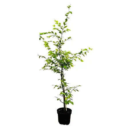 Pflanzen für dich  Hainbuche 100-125 cm
