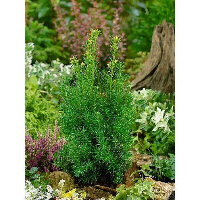 Pflanzen für dich Becher-Eibe 20-25 cm - Taxus media 'Groenland', Aktuelle Wuchshöhe: 20 cm - 25 cm - Kleiner grüner immergrüner Strauch mit dichten Nadeln, in einer lebhaften Gartenlandschaft.