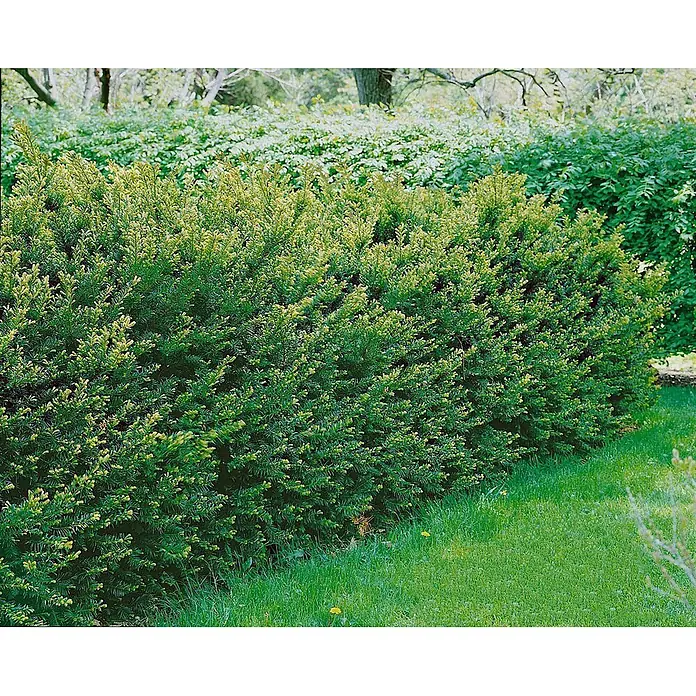 Pflanzen für dich Becher-Eibe 20-25 cm - Taxus media 'Groenland', Aktuelle Wuchshöhe: 20 cm - 25 cm - Dichte grüne Gartenhecke mit frischem gelb-grünem Laub, als Begrenzung im Garten.