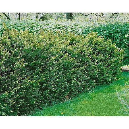 Pflanzen für dich  Becher-Eibe 'Groenland' 20-25 cm