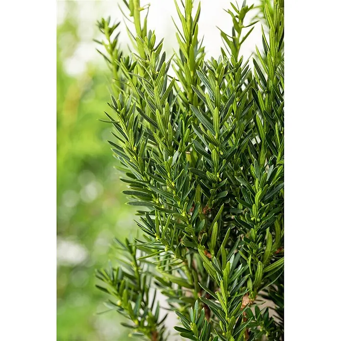 Pflanzen für dich Becher-Eibe 20-25 cm - Taxus media 'Groenland', Aktuelle Wuchshöhe: 20 cm - 25 cm - Nahaufnahme eines dichten grünen Nadelgehölzes mit nadelförmigen Blättern und kleinen hellgrünen Knospen.