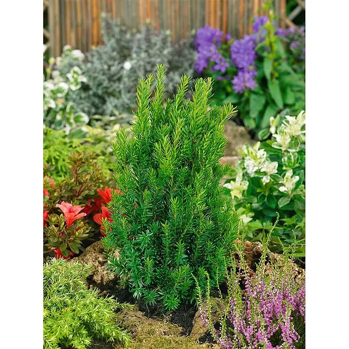 Pflanzen für dich Becher-Eibe 20-25 cm - Taxus media 'Groenland', Aktuelle Wuchshöhe: 20 cm - 25 cm - Kompakte, aufrechte grüne Konifere mit feinen Nadeln, in einem Gartenbeet zwischen anderen Pflanzen.
