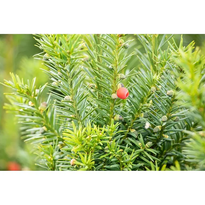 Pflanzen für dich Becher-Eibe 60-70 cm - Taxus media 'Hicksii', Aktuelle Wuchshöhe: 60 cm - 70 cm - Grüne Nadelbaumzweige mit nadelartigen Blättern, darauf eine leuchtend rote Beere und mehrere kleine grüne Samenkapseln.