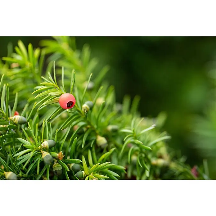 Pflanzen für dich Becher-Eibe 60-70 cm - Taxus media 'Hicksii', Aktuelle Wuchshöhe: 60 cm - 70 cm - Nahaufnahme eines Eibenzweigs mit leuchtend grünen Nadelblättern und einer einzelnen hellroten Eibenbeere mit dunklem Samen.