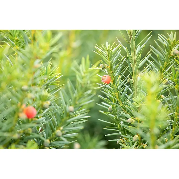Pflanzen für dich Becher-Eibe 60-70 cm - Taxus media 'Hicksii', Aktuelle Wuchshöhe: 60 cm - 70 cm - Nahaufnahme eines Eibenzweigs mit spitzen grünen Nadeln und mehreren kleinen, leuchtend roten Beeren.