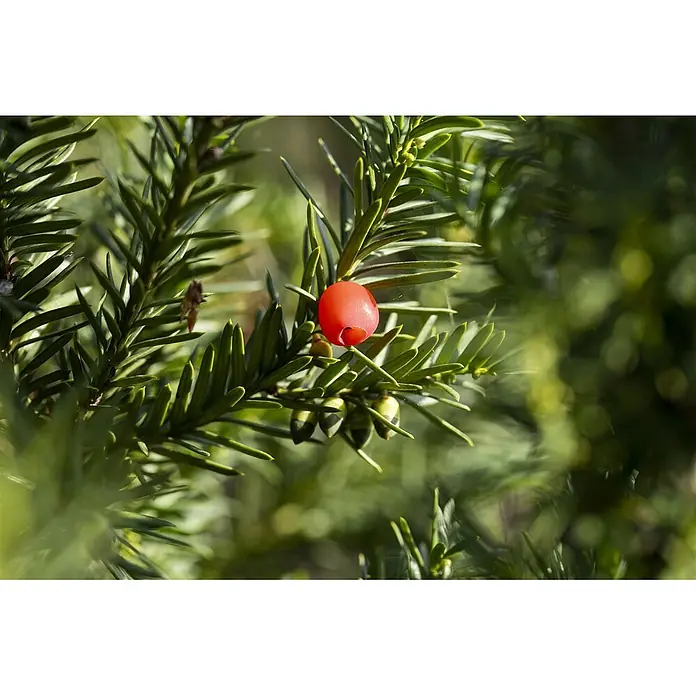 Pflanzen für dich Becher-Eibe 60-70 cm - Taxus media 'Hicksii', Aktuelle Wuchshöhe: 60 cm - 70 cm - Leuchtend rote Eibenbeere an einem Ast mit grünen Nadeln.