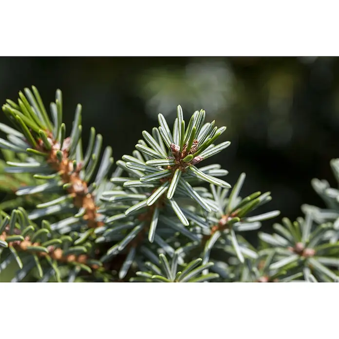 Pflanzen für dich Serbische Kugelfichte 70-80 cm - Picea omorika 'Nana', Aktuelle Wuchshöhe: 70 cm - 80 cm - Nahaufnahme eines Koniferenzweigs mit blaugrünen Nadeln und kleinen braunen Knospen.