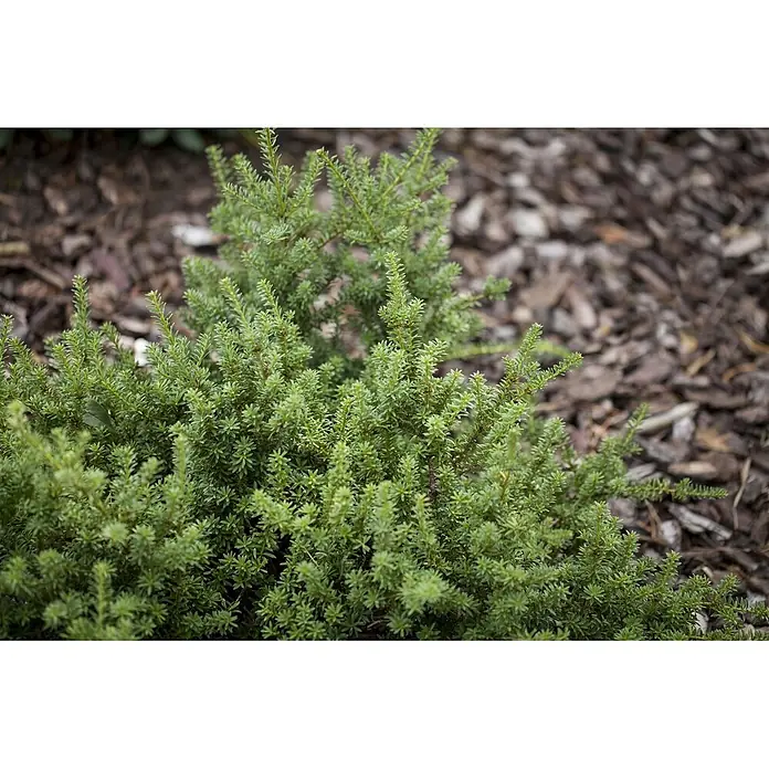 Pflanzen für dich Becher-Eibe 30-40 cm - Podocarpus nivalis, Aktuelle Wuchshöhe: 30 cm - 40 cm - Kleiner, dichter grüner Strauch mit zarten, nadelartigen Blättern in einer Gartenumgebung.