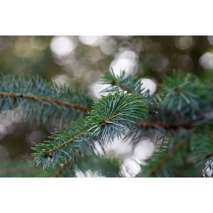 Pflanzen für dich Serbische Kugelfichte 60-80 cm - Picea omorika, Aktuelle Wuchshöhe: 60 cm - 80 cm - Nahaufnahme von lebendigen grün-blauen Tannenzweigen mit scharfen Nadeln und braunen Stielen.