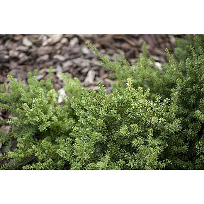 Pflanzen für dich Becher-Eibe 30-40 cm - Podocarpus nivalis, Aktuelle Wuchshöhe: 30 cm - 40 cm - Dichte, leuchtend grüne immergrüne Pflanze mit kleinen Blättern, wächst in Rindenmulch.
