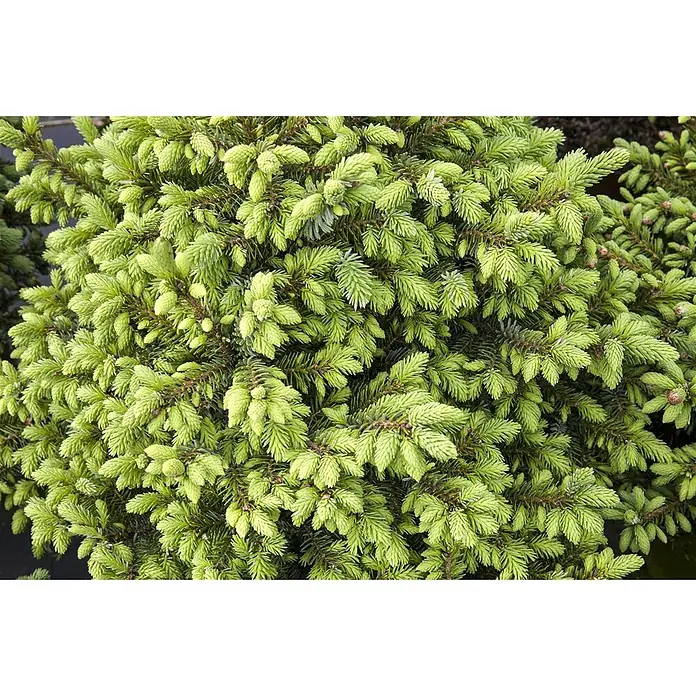 Pflanzen für dich Serbische Kugelfichte 70-80 cm - Picea omorika 'Nana', Aktuelle Wuchshöhe: 70 cm - 80 cm - Leuchtend hellgrünes Nadelbaumlaub mit frischen Trieben und kleinen Zapfen.