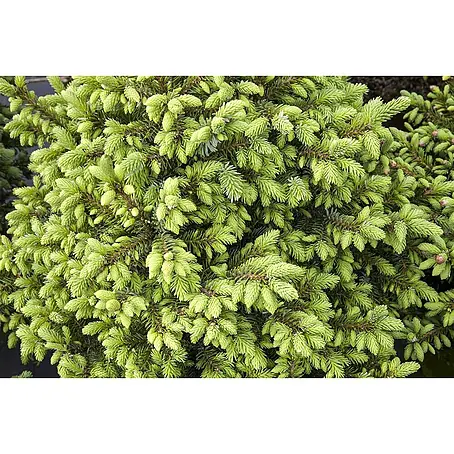 Pflanzen für dich  Serbische Kugelfichte 70-80 cm