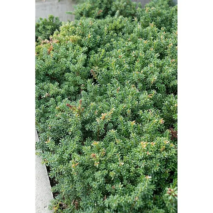 Pflanzen für dich Becher-Eibe 30-40 cm - Podocarpus nivalis, Aktuelle Wuchshöhe: 30 cm - 40 cm - Dichter grüner Strauch mit kleinen Blättern, teils rötlichen Spitzen, entlang einer Betonbegrenzung.