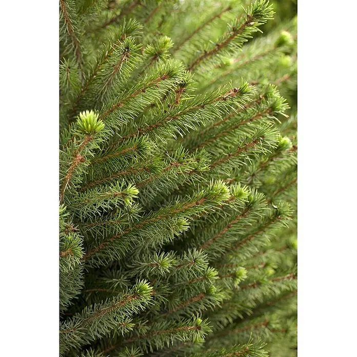 Pflanzen für dich Serbische Kugelfichte 60-80 cm - Picea omorika, Aktuelle Wuchshöhe: 60 cm - 80 cm - Nahaufnahme von leuchtend grünen Tannenzweigen mit frischem, hellgrünem Neuaustrieb.