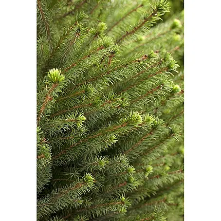 Pflanzen für dich  Serbische Kugelfichte 15-20 cm