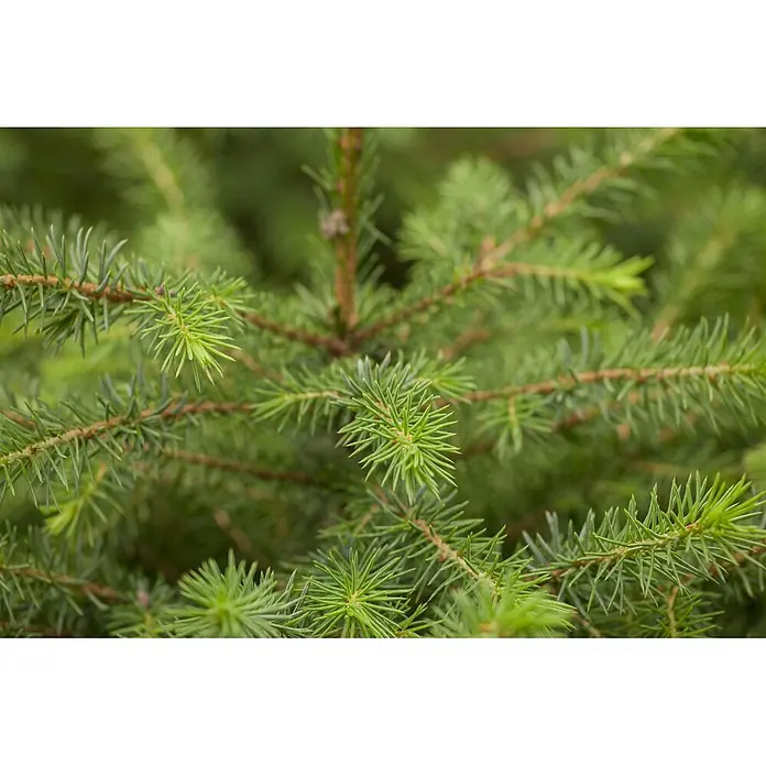 Pflanzen für dich Serbische Kugelfichte 60-80 cm - Picea omorika, Aktuelle Wuchshöhe: 60 cm - 80 cm - Nahaufnahme von lebendigen grünen Fichten- oder Tannenzweigen mit frischen Nadeln.