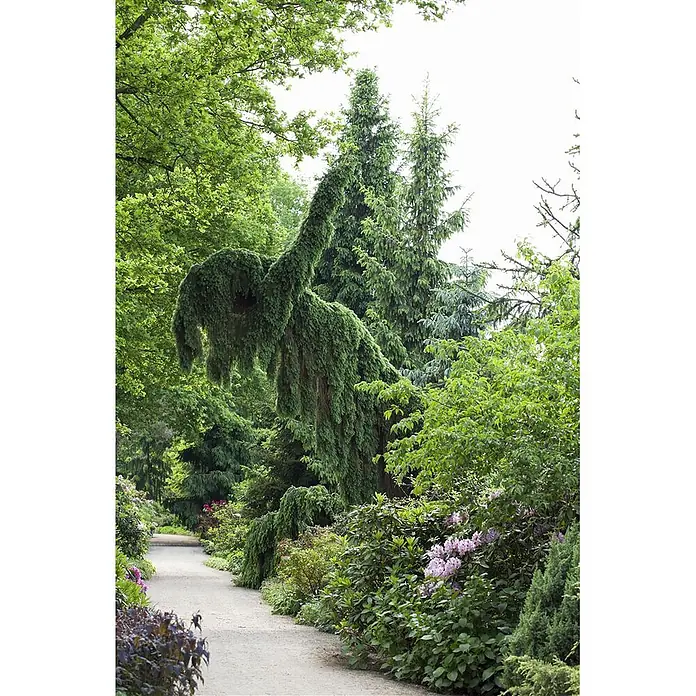 Pflanzen für dich Serbische Kugelfichte 60-80 cm - Picea omorika, Aktuelle Wuchshöhe: 60 cm - 80 cm - Ein gewundener Weg in einem üppig grünen Garten, gesäumt von vielfältigen Pflanzen und einem großen, einzigartig geformten Trauer-Nadelbaum.
