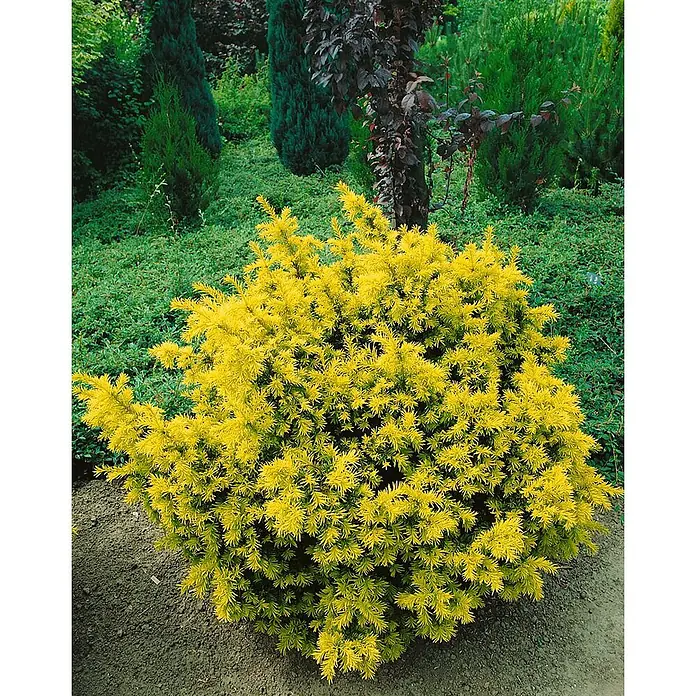 Pflanzen für dich Becher-Eibe 35-40 cm - Taxus baccata 'Elegantissima', Aktuelle Wuchshöhe: 35 cm - 40 cm - Gelber Nadelstrauch.