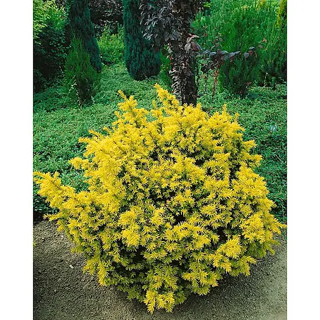 Pflanzen für dich  Becher-Eibe 35-40 cm