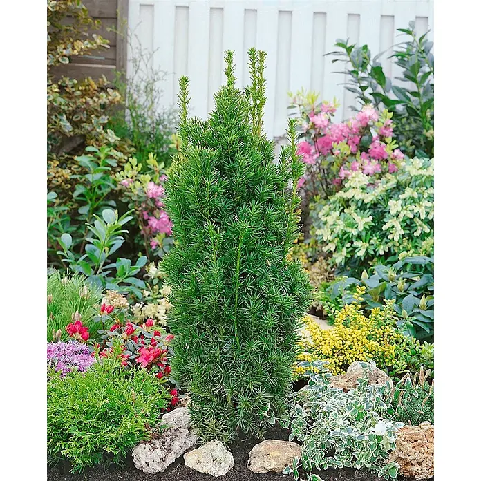 Pflanzen für dich Becher-Eibe 100-125 cm - Taxus media 'Stricta Viridis', Aktuelle Wuchshöhe: 100 cm - 125 cm - Eine aufrechte, säulenförmige grüne Konifere (wahrscheinlich eine Eibe) in einem Gartenbeet zwischen anderen Pflanzen und Steinen.