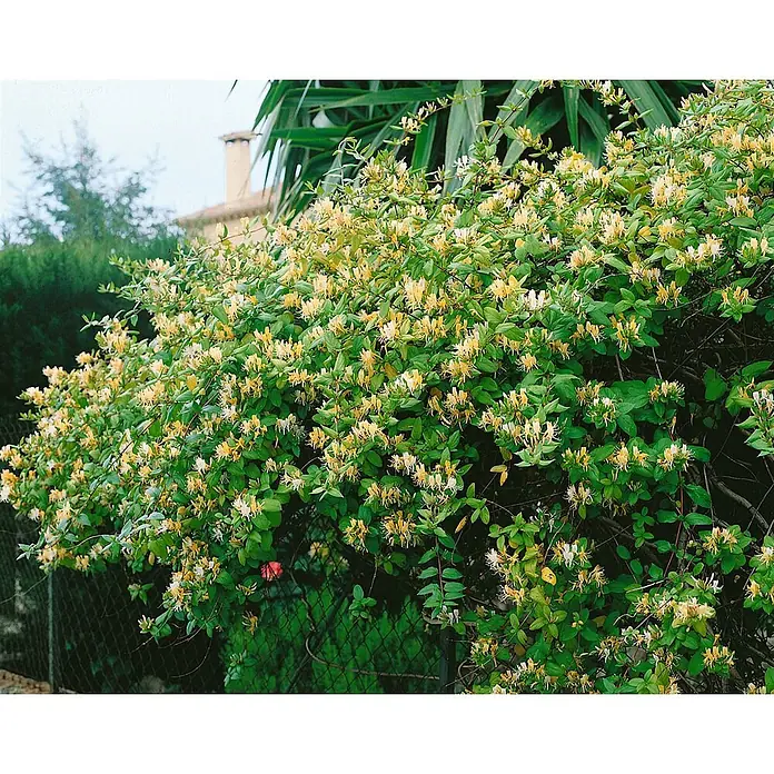 Pflanzen für dich Ziersträucher-Mix 40-60 cm - Lonicera japonica 'Halliana' - Geißblatt-Ranke mit gelben und weißen Blüten und grünen Blättern, die über einen Zaun wächst.