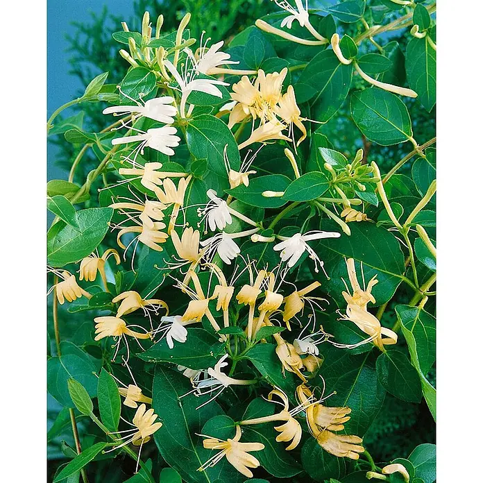 Pflanzen für dich Ziersträucher-Mix 40-60 cm - Lonicera japonica 'Halliana' - Weiße und gelbe Geißblattblüten mit grünen Blättern.