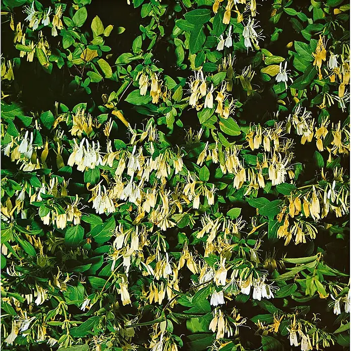 Pflanzen für dich Ziersträucher-Mix 40-60 cm - Lonicera japonica 'Halliana' - Dichter Bewuchs von Geißblatt-Ranken mit vielen weißen und gelben Blüten zwischen leuchtend grünen Blättern.