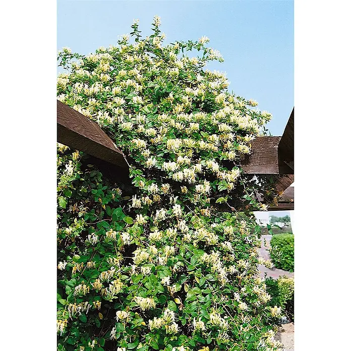 Pflanzen für dich Ziersträucher-Mix 40-60 cm - Lonicera japonica 'Halliana' - Geißblattpflanze mit vielen hellgelben Blüten und grünen Blättern, die eine dunkelbraune Holzpergola unter blauem Himmel bewächst.