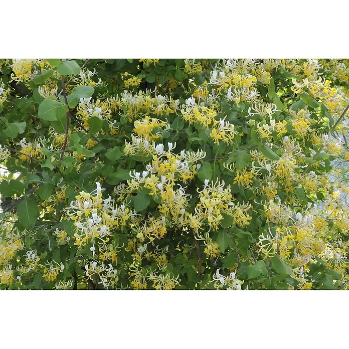 Pflanzen für dich Ziersträucher-Mix 40-60 cm - Lonicera japonica 'Halliana' - Blühende Geißblattpflanze mit zahlreichen gelben und weißen Blüten zwischen grünen Blättern.