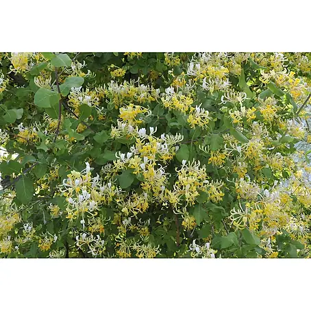 Pflanzen für dich  Ziersträucher-Mix 80-100 cm