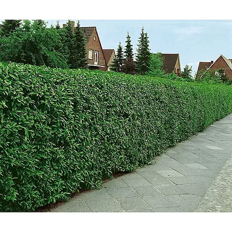 Pflanzen für dich  Liguster 125-150 cm