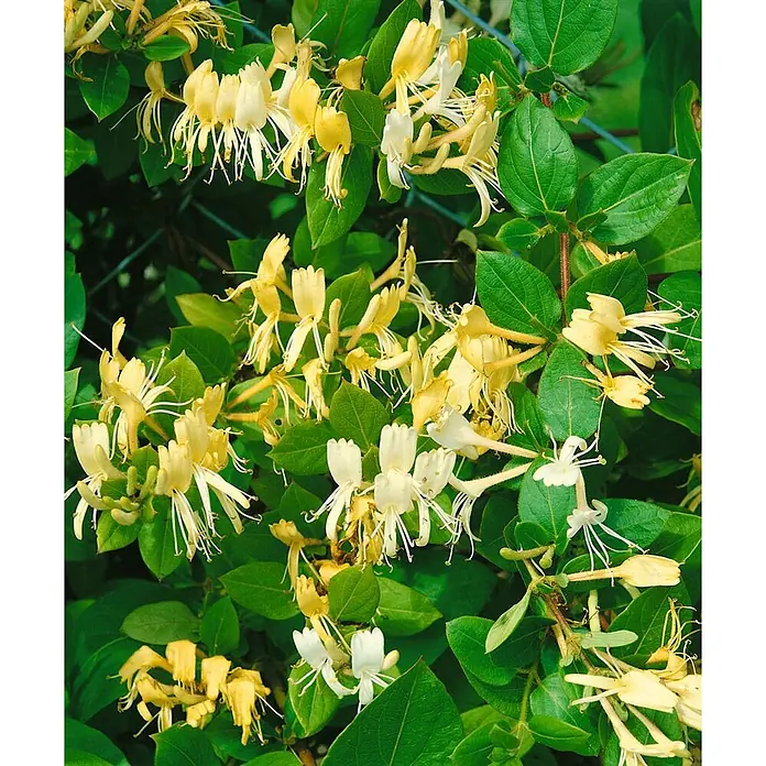 Pflanzen für dich Ziersträucher-Mix 40-60 cm - Lonicera japonica 'Halliana' - Gelbe und weiße Geißblattblüten an einer grünen Ranke.