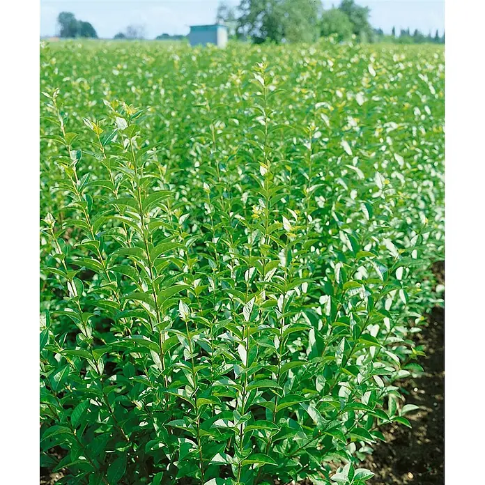 Pflanzen für dich Liguster 40- 60 - Ligustrum vulgare 'Atrovirens', Aktuelle Wuchshöhe: 40 cm - 60 cm - Reihen junger, leuchtend grüner Pflanzen auf einem Feld.