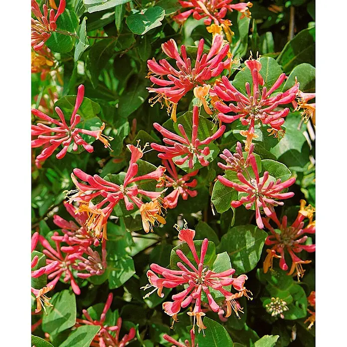 Pflanzen für dich Ziersträucher-Mix 40-60 cm - Lonicera periclymenum 'Serotina' - Rot-orange Geißblattblüten an einer grünen Rankpflanze.