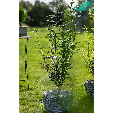 Pflanzen für dich  Liguster 125-150 cm