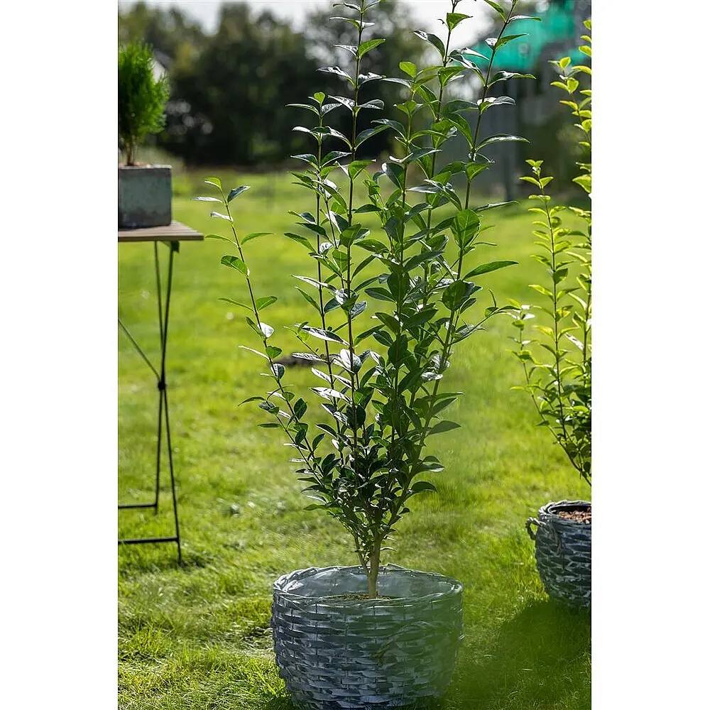 Pflanzen fr dich Liguster 150-175 cm online kaufen bei BAUHAUS