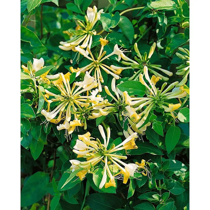 Pflanzen für dich Heckenmyrthe 60-100 cm - Lonicera periclymenum, Gelb - Büschel duftender gelb-weißer Geißblattblüten inmitten grüner Blätter.