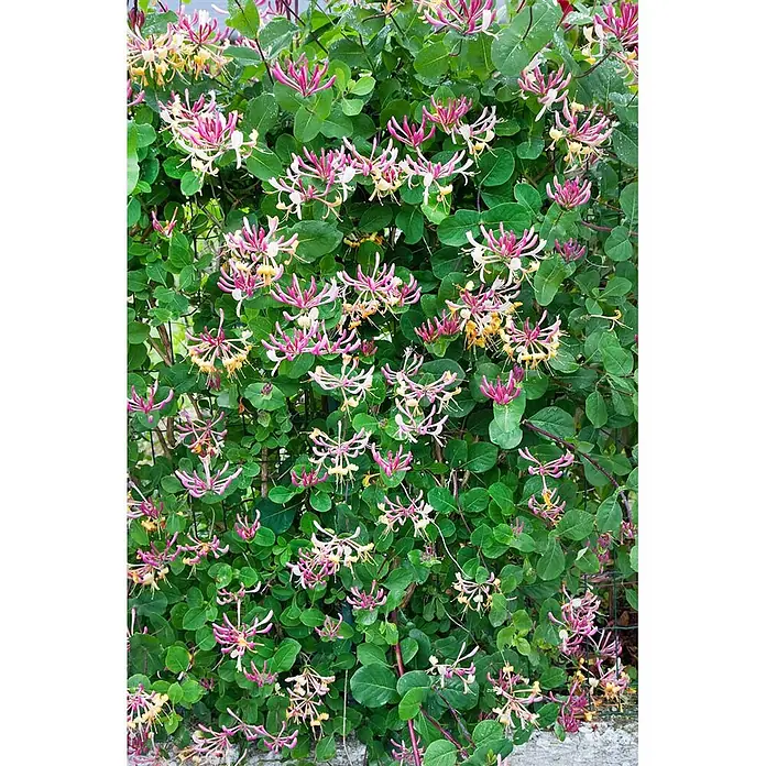 Pflanzen für dich Heckenmyrthe 60-100 cm - Lonicera periclymenum, Gelb - Eine lebhafte Geißblattpflanze mit grünen Blättern und zahlreichen rosa-cremefarbenen Röhrenblüten.
