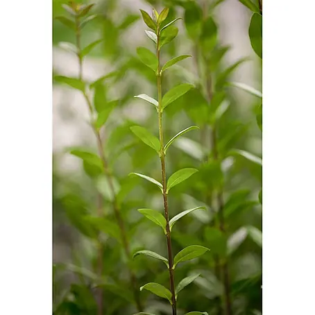 Pflanzen für dich  Liguster 150-175 cm