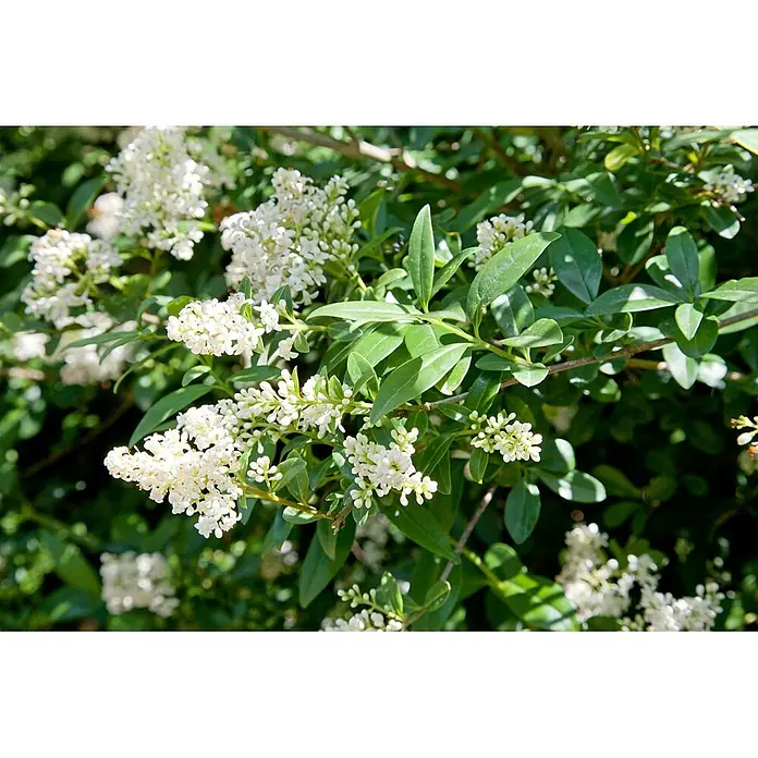 Pflanzen für dich Liguster 40- 60 - Ligustrum vulgare 'Atrovirens', Aktuelle Wuchshöhe: 40 cm - 60 cm - Ein grüner Strauch mit Büscheln kleiner weißer Blüten.