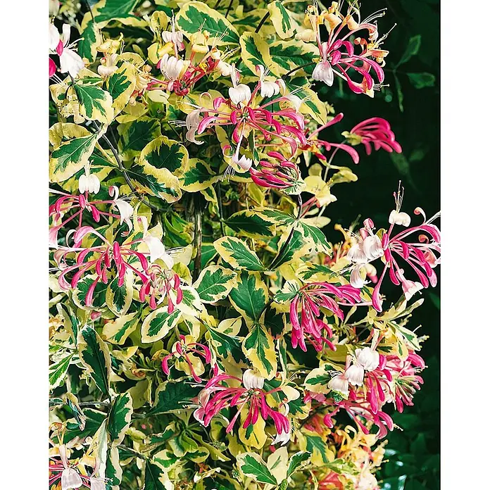 Pflanzen für dich Heckenmyrthe 60-100 cm - Lonicera periclymenum, Gelb - Buntblättrige Geißblatt-Ranke mit grün-gelben Blättern und pink-weißen Röhrenblüten.