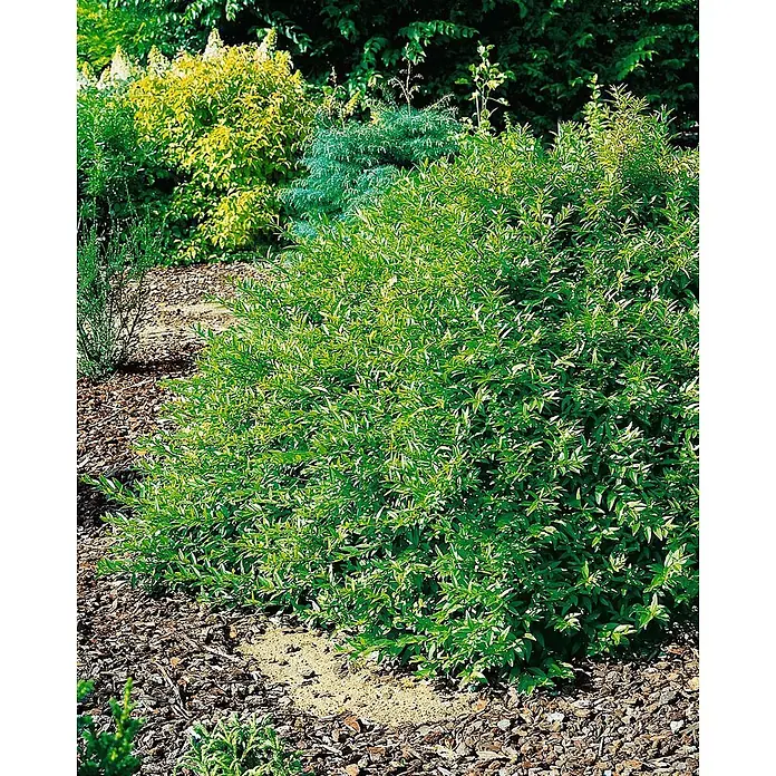 Pflanzen für dich Liguster 40-60 cm - Ligustrum vulgare 'Lodense', Aktuelle Wuchshöhe: 40 cm - 60 cm - Üppiger grüner Strauch mit kleinen Blättern in einem Gartenbeet mit Rindenmulch, andere Pflanzen im Hintergrund.