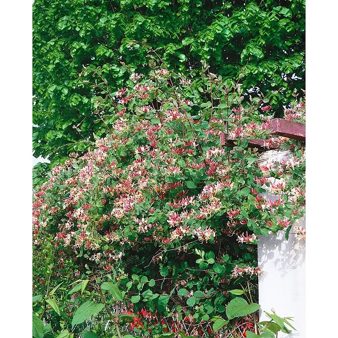 Pflanzen für dich Ziersträucher-Mix 40-60 cm - Lonicera periclymenum 'Serotina' - Üppige Geißblatt-Ranke mit zahlreichen rosa, roten und cremefarbenen trompetenförmigen Blüten, die an einem Zaun rankt.