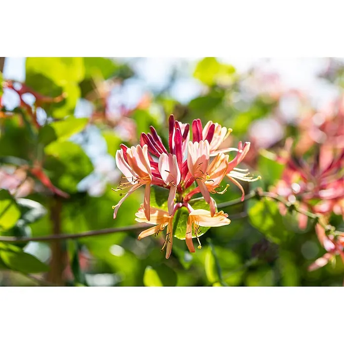 Pflanzen für dich Heckenmyrthe 150-200 cm - Lonicera heckrottii 'Goldflame', Mehrfarbig - Eine Gruppe pink-orangefarbener Geißblattblüten blüht hell an einer Ranke.