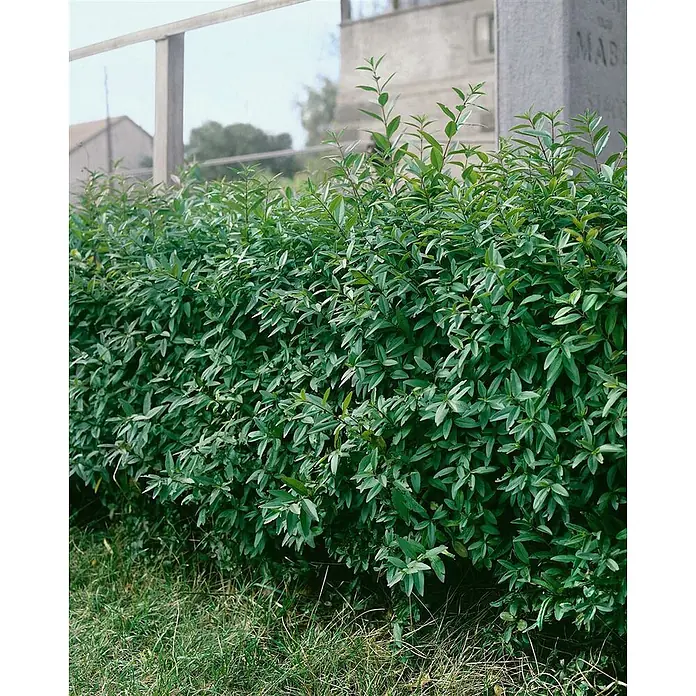 Pflanzen für dich Liguster 40-60 cm - Ligustrum vulgare 'Lodense', Aktuelle Wuchshöhe: 40 cm - 60 cm - Dichte grüne Hecke mit frischem Austrieb vor einem Gebäude.