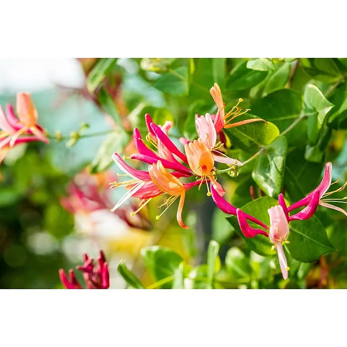Pflanzen für dich Heckenmyrthe 150-200 cm - Lonicera heckrottii 'Goldflame', Mehrfarbig - Lebendige rosa, orange und weiße Geißblattblüten an einer grünen Blattpflanze.