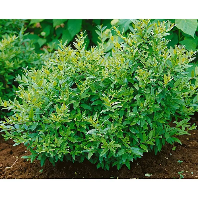 Pflanzen für dich Liguster 40-60 cm - Ligustrum vulgare 'Lodense', Aktuelle Wuchshöhe: 40 cm - 60 cm - Ein lebhaft grüner, belaubter Strauch mit neuem hellgrünem Wuchs, in dunkler Erde gepflanzt.