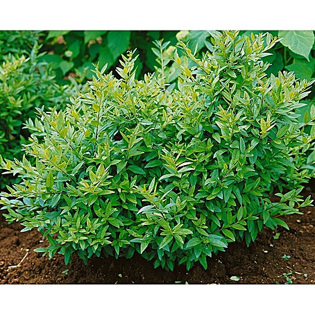 philodendron verde Philodendron gloriosum verde — Ecuagenera USA Corp main image 0