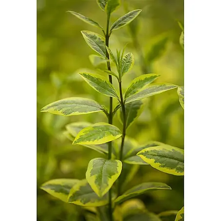 Pflanzen für dich  Liguster 60-80 cm